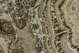 Devonian Stromatolite Slab - Orkney, Scotland #289671-1